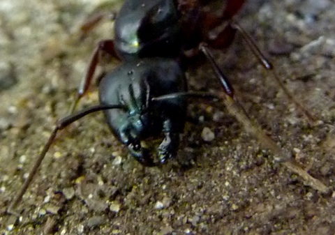 Camponotus 2.jpg
